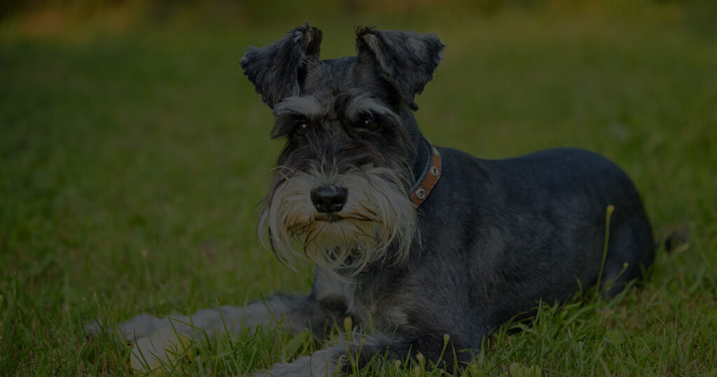 6 Best Shears For Mini Schnauzers For Comfortable And Smooth Grooming