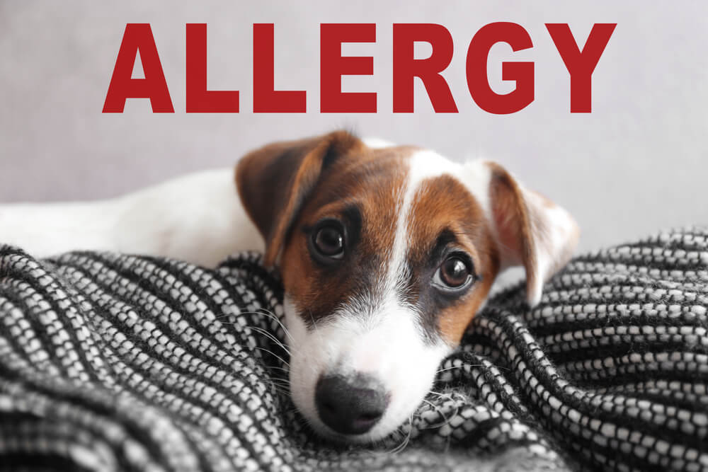 Animal allergy concept