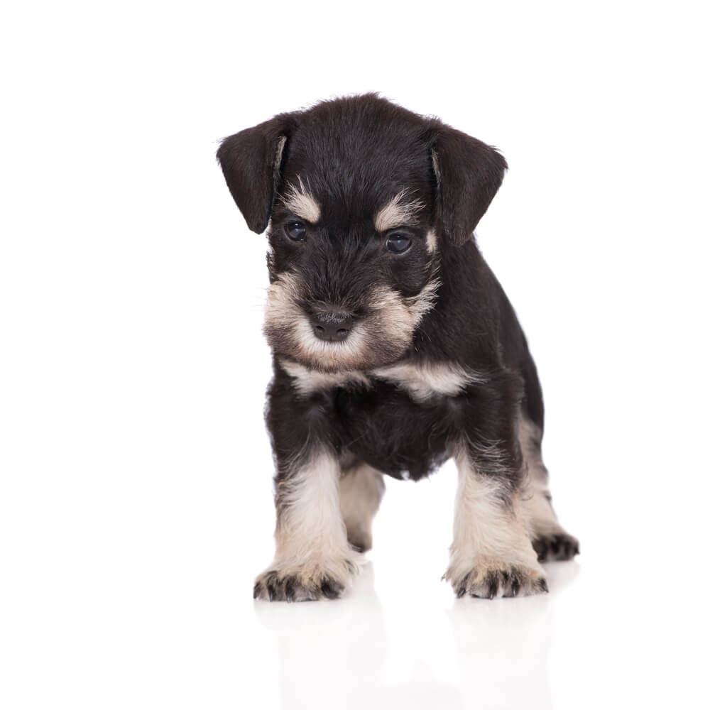 Black miniature schnauzer puppy on white background