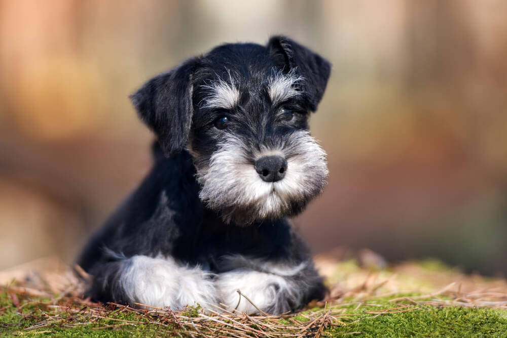 Black miniature schnauzer puppy posing outdoors
