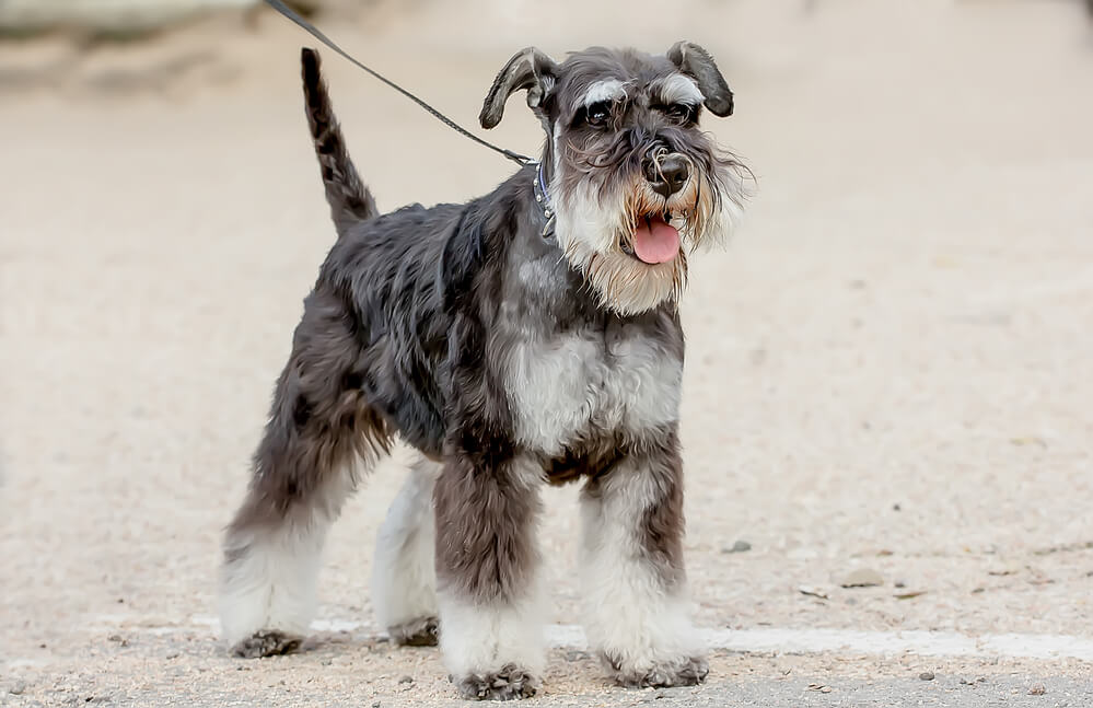 Dog breed mittel schnauzer at the exhibition close-up