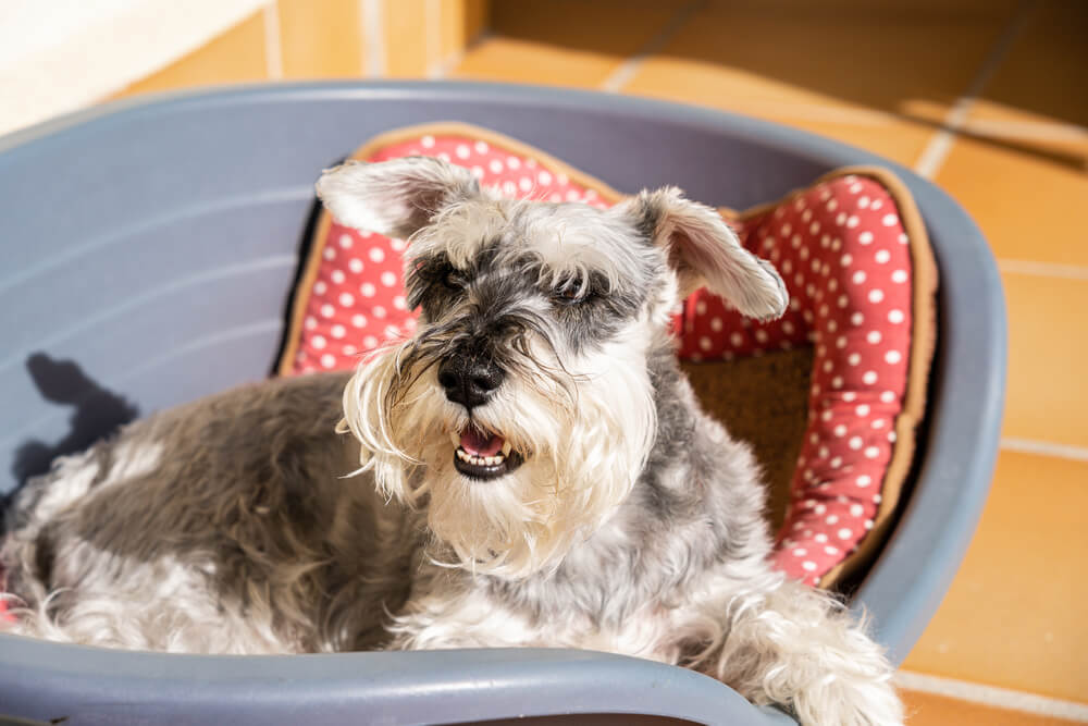 Gray miniature schnauzer lying on his bed comfortably in the sun