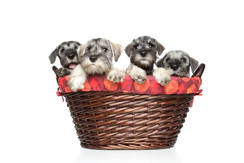 Miniature and standard schnauzer puppies in basket