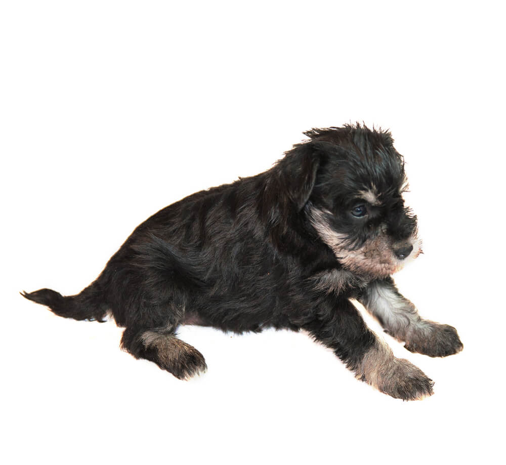 Miniature schnauser puppy isolated on white background