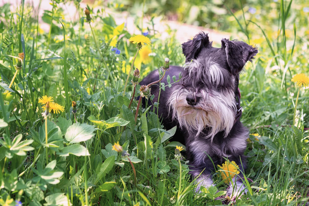 Miniature schnauzer dog laying in the meadow between dandelions