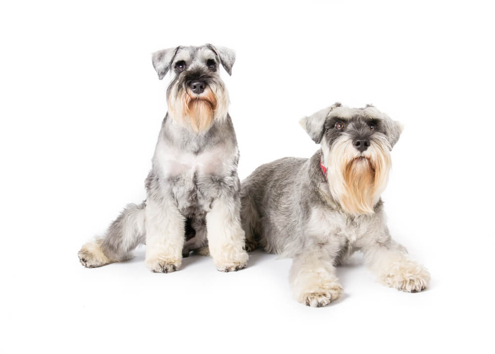 Picture of two miniature schnauzers