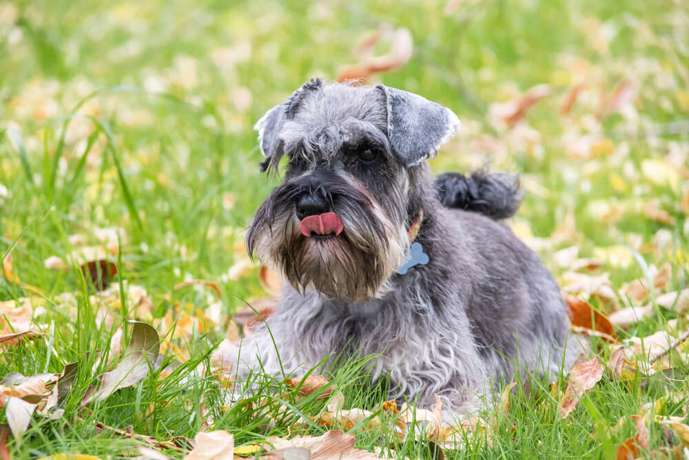 Portrait of a beautiful bearded gray miniature schnauzer dog