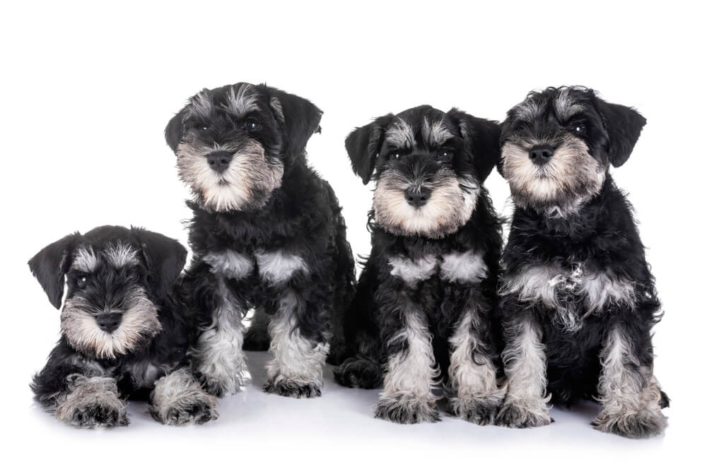 Puppies miniature schnauzer in front of white background