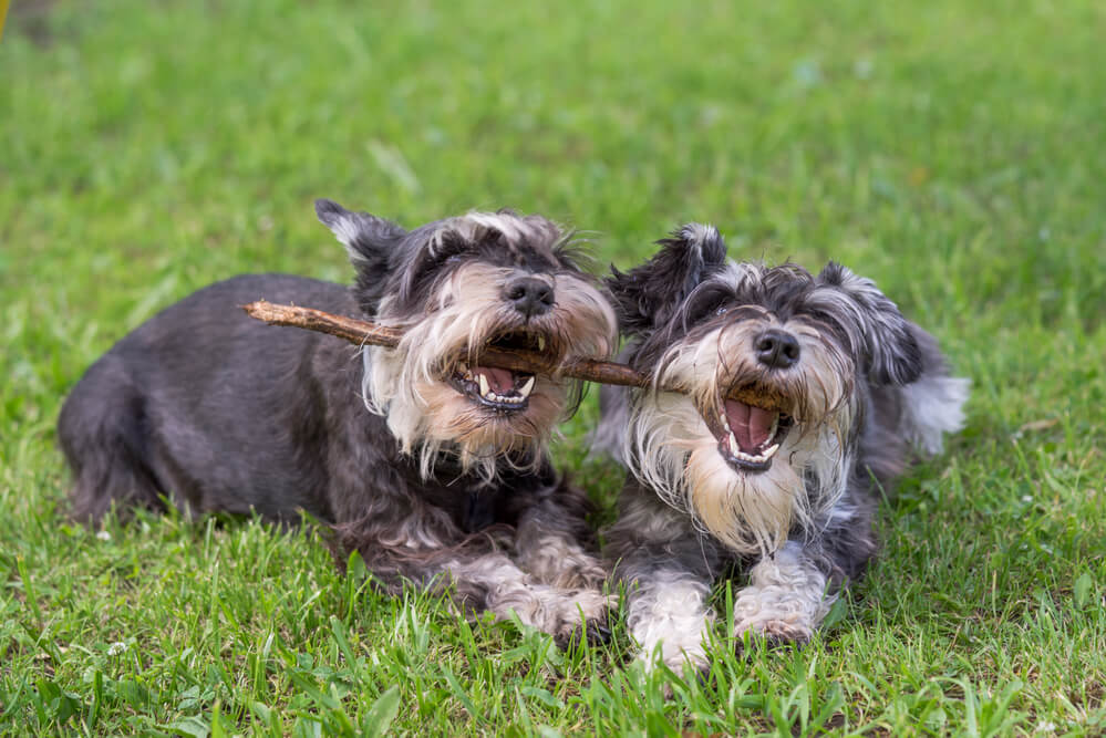 Two mini schnauzer dogs playing one stick together on the grass
