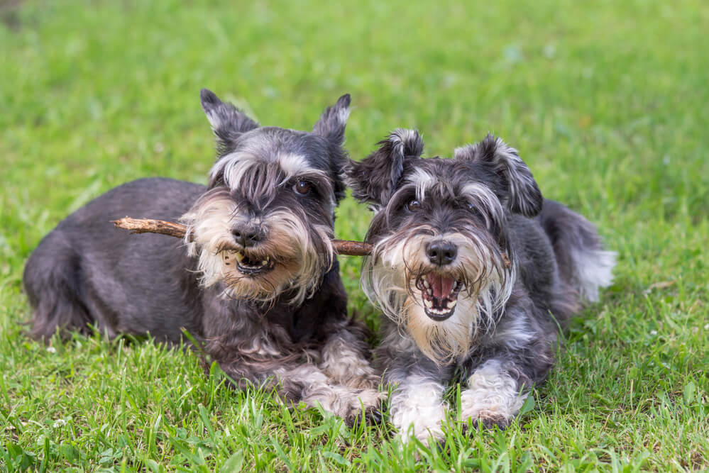 Two mini schnauzer dogs playing one stick together on the grass
