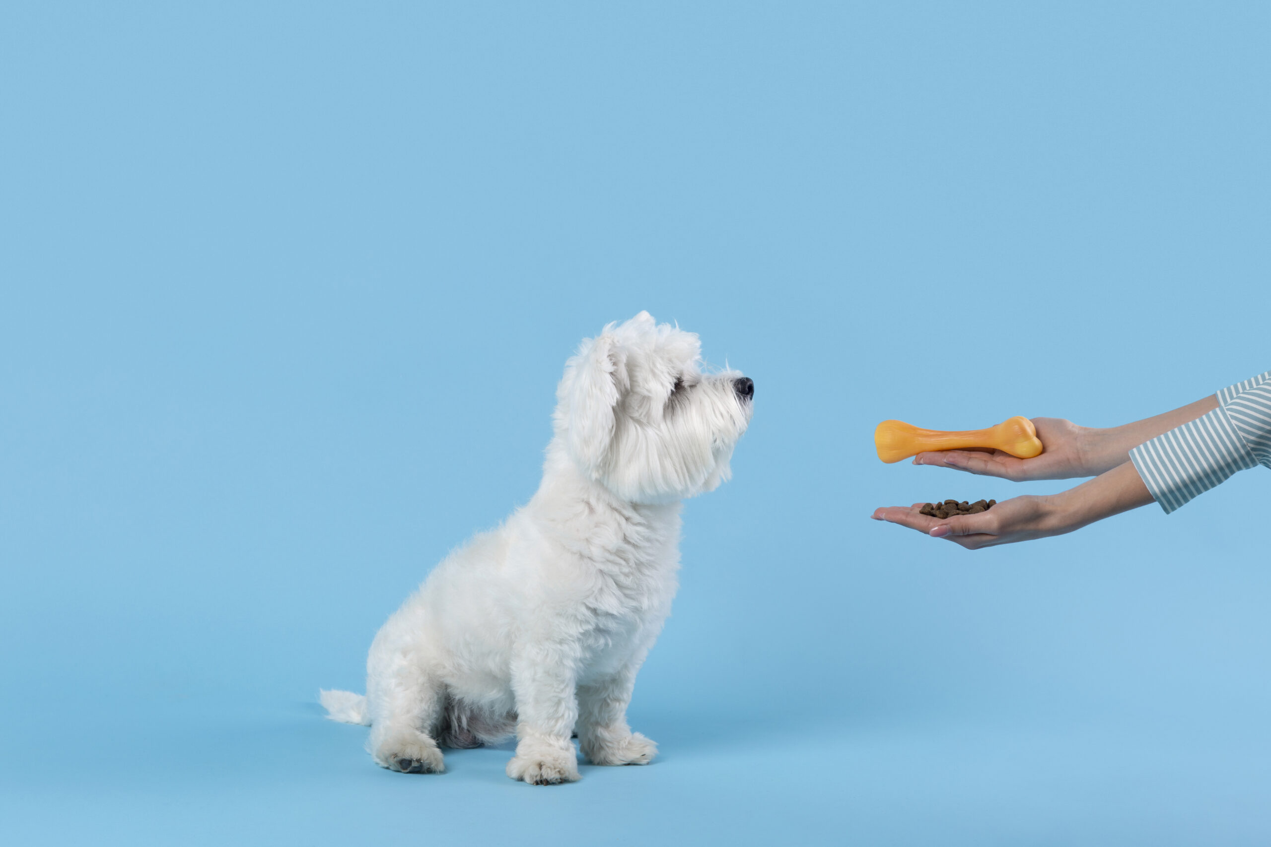 A picture of a person feeding a Miniature Schnauzer a variety of different dog foods, illustrating the potential solutions for picky eating.