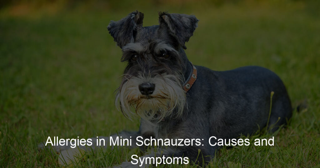Allergies in Mini Schnauzers: Causes and Symptoms