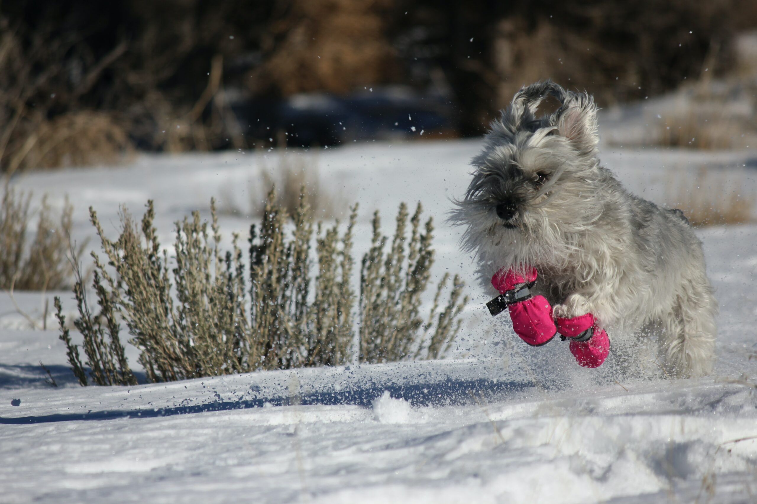 Mini Schnauzer is very active in palying 
