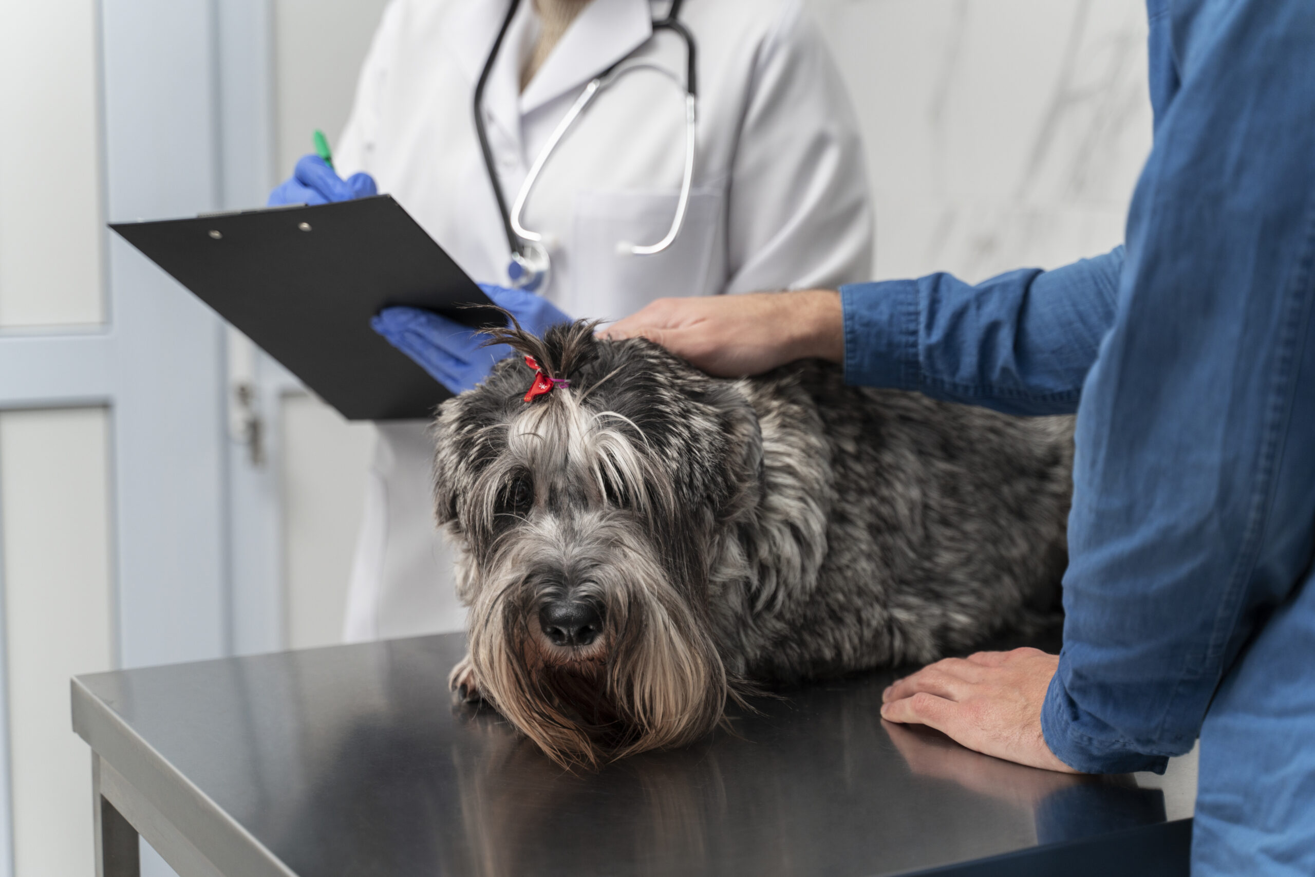 A Mini Schnauzer undergoing a veterinary exam