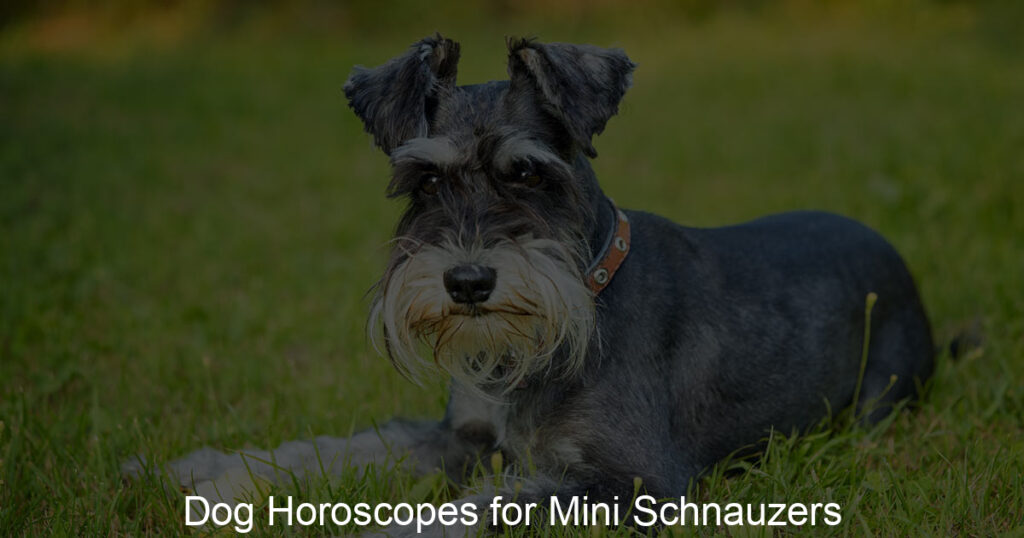 Dog Horoscopes for Mini Schnauzers