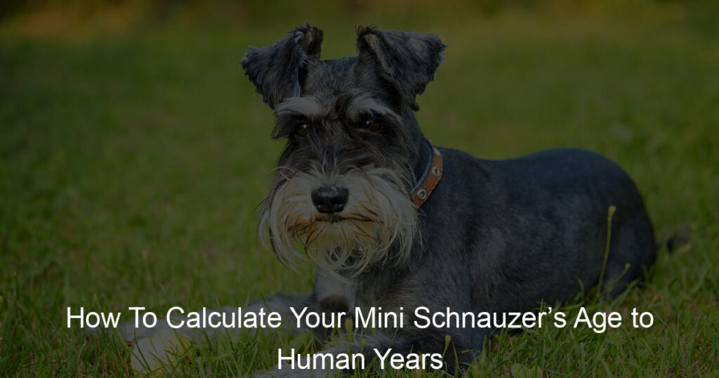 How To Calculate Your Mini Schnauzer’s Age to Human Years