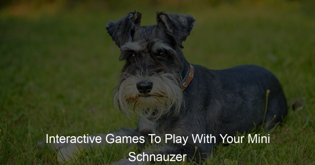 Games to play for your mini schnauzer