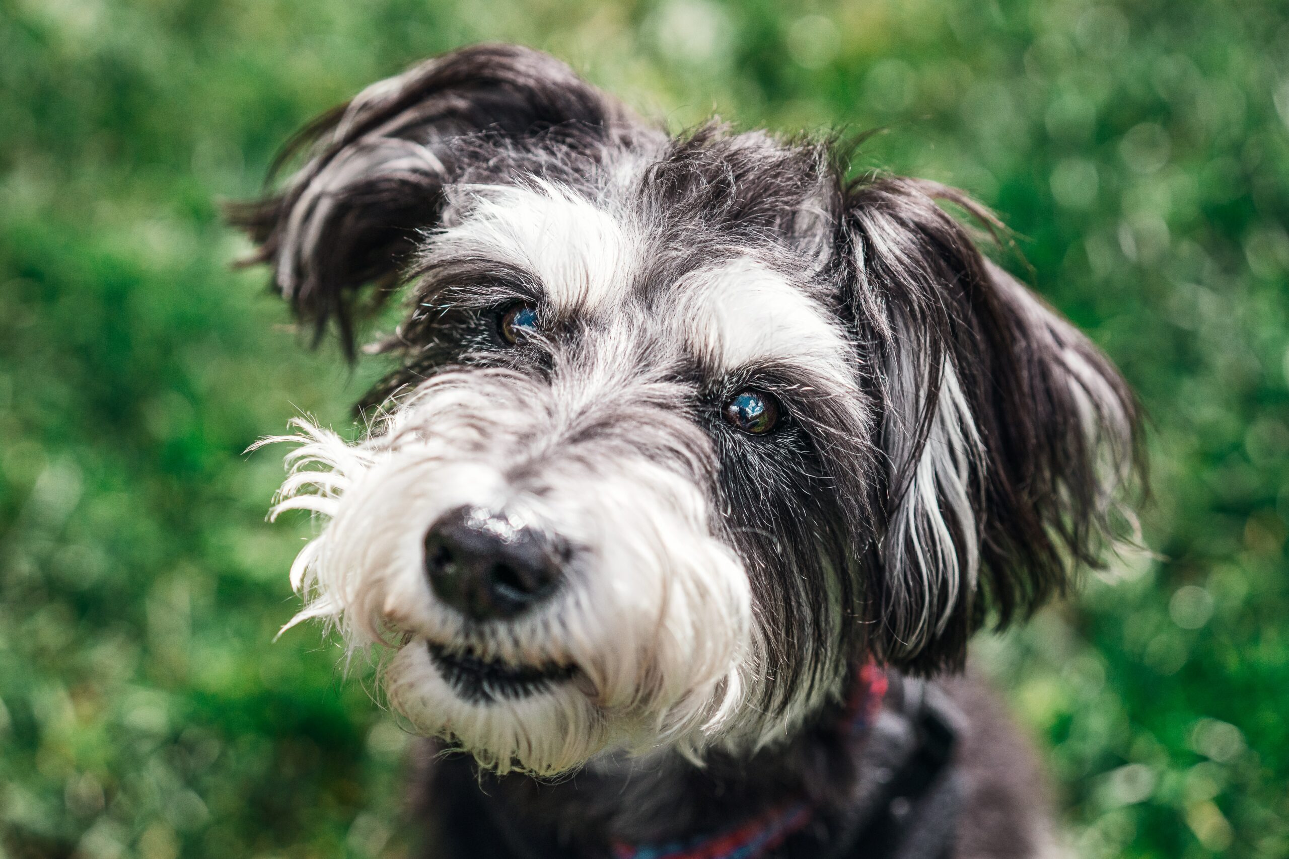 Science behind the smell of mini Schnauzer