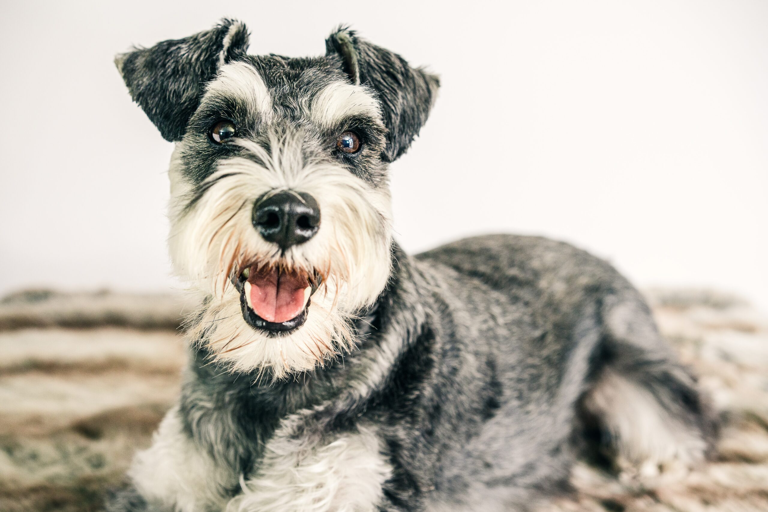 mini Schnauzers Have Separation Anxiety