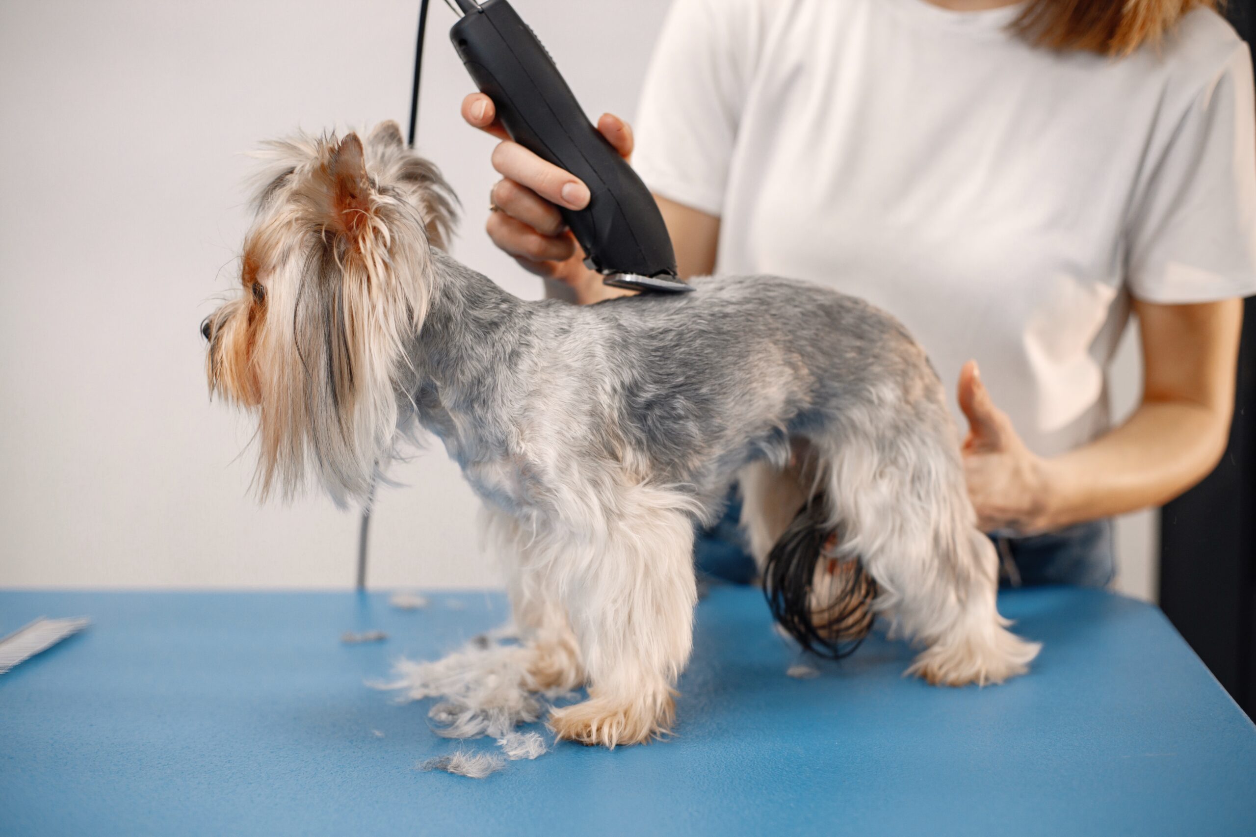 hair clippers for Mini Schnauzers and Yorkies